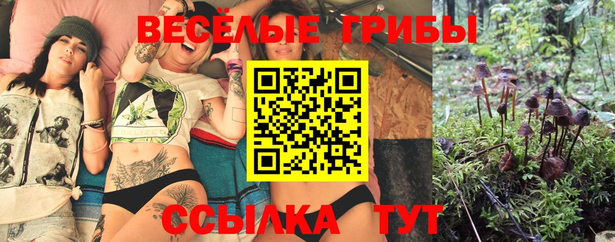 Псилоцибиновые грибы прущие грибы  Костомукша  Псилоцибиновые грибы Cubensis 